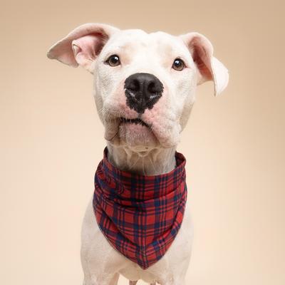 Show full view: The Paws Christmas Cabin Dog Bandana, Red, Large slide 2 of 6