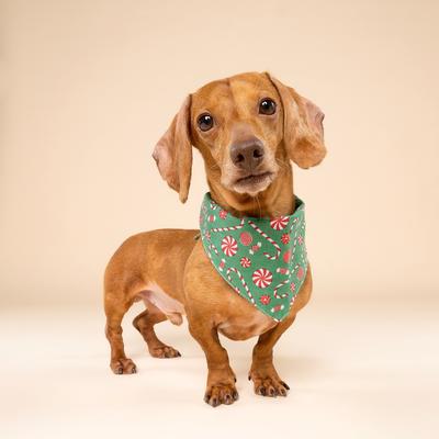 Show full view: The Paws Christmas Sugar Dog Bandana, Green, Small slide 2 of 6