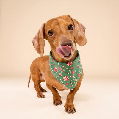 Show full view: The Paws Christmas Sugar Dog Bandana, Green, Small slide 3 of 6