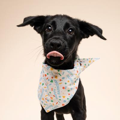 Show full view: The Paws Sparkle Pawty Dog Bandana, Blue, Small slide 3 of 7