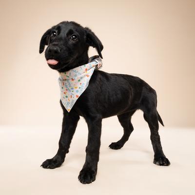 Show full view: The Paws Sparkle Pawty Dog Bandana, Blue, Small slide 4 of 7