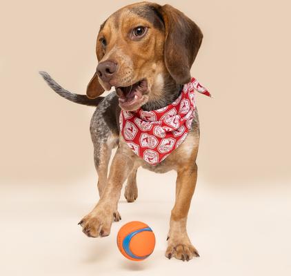 Show full view: The Paws Christmas Reindeer Patrol Dog Bandana, Red, Large slide 4 of 6