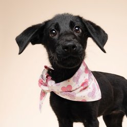 The Paws Christmas Let's Pawty Dog Bandana, Pink, Large slide 2 of 6