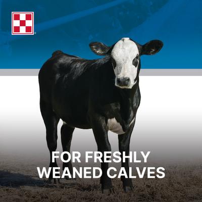 Show full view: Purina Precon Complete RX3 Pellets Cattle Feed, 50-lb bag slide 5 of 10