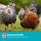 Show in main carousel: Purina Layena 16% Protein Crumbles Chicken Feed, 50-lb bag slide 6 of 9