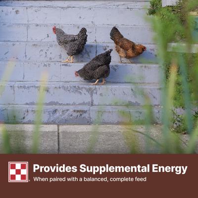 Show full view: Purina Organic Scratch Grains Poultry Feed, 35-lb bag slide 7 of 9