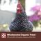 Show in main carousel: Purina Organic Scratch Grains Poultry Feed, 35-lb bag slide 6 of 9
