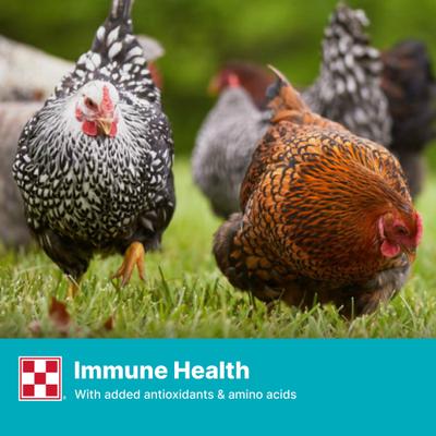 Show full view: Purina Layena 16% Protein Crumbles Chicken Feed, 10-lb bag slide 6 of 9