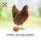 Show in main carousel: Purina Layena Pearls 16% Protein Chicken Feed, 6-lb bag slide 5 of 9