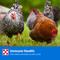 Show in main carousel: Purina Layena 16% Protein Pellets Chicken Feed, 10-lb bag slide 6 of 9