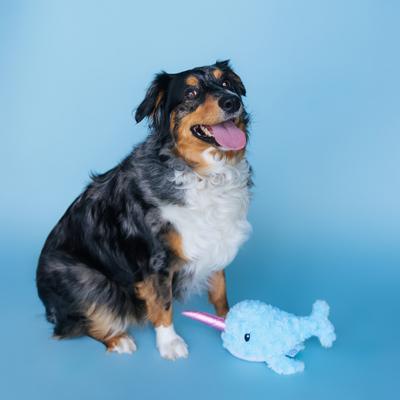 Show full view: Bundle x Joy Dreamy Narwhal Squeaky Crinkle Plush Dog Toy, Blue, Medium slide 5 of 5
