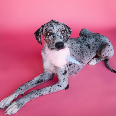 Show full view: Bundle x Joy Cotton Candy Swirl Squeaky Crinkle Plush Dog Toy, Pink, Medium slide 4 of 5