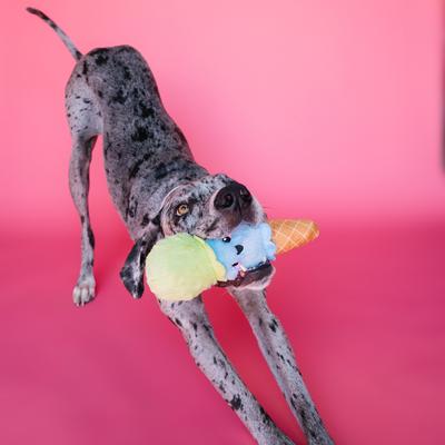 Show full view: Bundle x Joy Ice Cream Cone Delight Squeaky Crinkle Plush Dog Toy, Blue & Green, Medium slide 6 of 6
