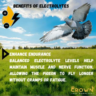 Show full view: Crown Pet Supplies Electrolytes Plus Powder Pigeon Supplement, 3.53-oz jar slide 7 of 9