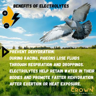 Show full view: Crown Pet Supplies Electrolytes Plus Powder Pigeon Supplement, 3.53-oz jar slide 5 of 9