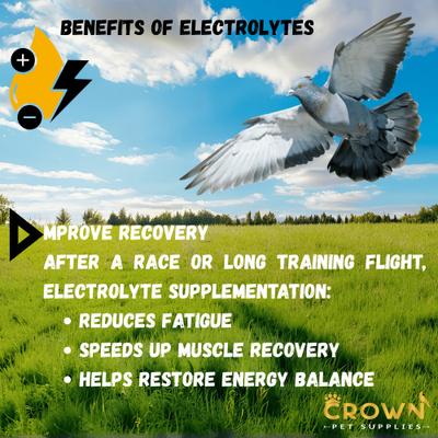 Show full view: Crown Pet Supplies Electrolytes Plus Powder Pigeon Supplement, 3.53-oz jar slide 6 of 9