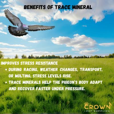 Show full view: Crown Pet Supplies Trace Mineral Elements Powder Racing Pigeon Supplement, 3.53-oz jar slide 8 of 9