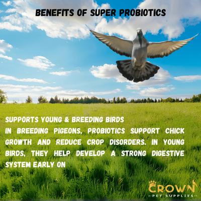 Show full view: Crown Pet Supplies Super Probiotic Over 10 Billions Bacteria Powder Pigeon Supplement, 3.53-oz jar slide 7 of 9