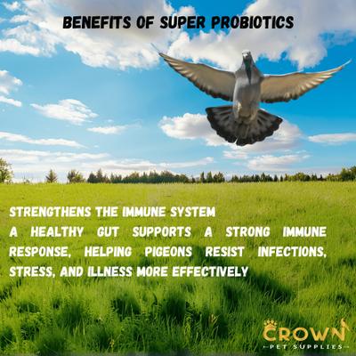 Show full view: Crown Pet Supplies Super Probiotic Over 10 Billions Bacteria Powder Pigeon Supplement, 3.53-oz jar slide 5 of 9