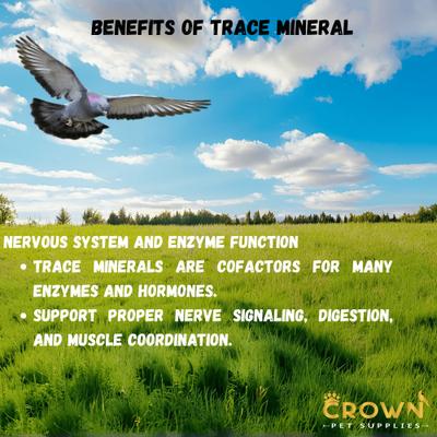 Show full view: Crown Pet Supplies Trace Mineral Elements Powder Racing Pigeon Supplement, 3.53-oz jar slide 7 of 9