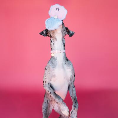Show full view: Bundle x Joy Oyster & Pearl Surprise Squeaky Crinkle Plush Dog Toy, Pink & Blue, Medium slide 3 of 5