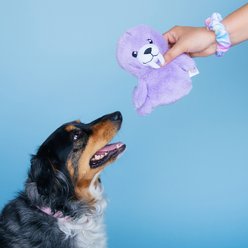 Bundle x Joy Seaside Walrus Squeaky Crinkle Plush Dog Toy, Purple, Medium slide 2 of 5