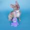 Show in main carousel: Bundle x Joy Seaside Walrus Squeaky Crinkle Plush Dog Toy, Purple, Medium slide 5 of 6