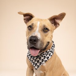 The Paws Black Tie Dog Bandana, Black, Large slide 2 of 6