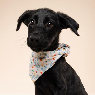 Show full view: The Paws Sparkle Pawty Dog Bandana, Blue, Small slide 5 of 7