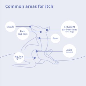 MiconaHex+Triz Wipes for Dogs, Cats & Horses, 50 count