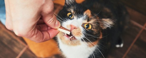 Dental Treats