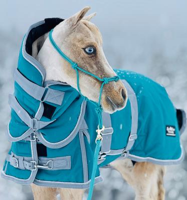 Show full view: Star Point Horsemanship Extra Heavyweight 400 Gram Mini-Pony Bellyband Horse Blanket, Teal, 38 to 40-in slide 2 of 2