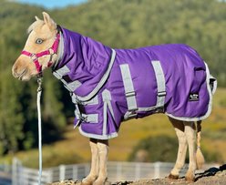 Star Point Horsemanship Extra Heavyweight 400 Gram Mini-Pony Bellyband Horse Blanket, Purple, 50 to 52-in