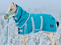 Star Point Horsemanship Extra Heavyweight 400 Gram Mini-Pony Bellyband Horse Blanket, Teal, 38 to 40-in