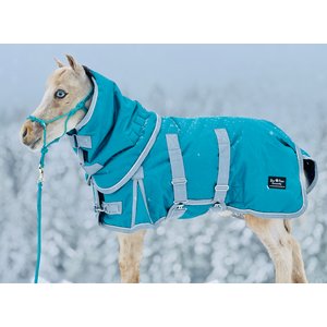 Star Point Horsemanship Extra Heavyweight 400 Gram Mini-Pony Bellyband Horse Blanket, Teal, 52 to 54-in