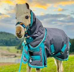 Star Point Horsemanship Extra Heavyweight 400 Gram Mini-Pony Horse Blanket, Gray, 38 to 40-in