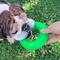 Show in main carousel: Ruff Dawg Ring Dog Chew Toy, Green, Small slide 4 of 5