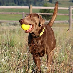 Ruff Dawg Ball Tough Dog Chew Toy, Yellow, 3.5-in slide 2 of 4