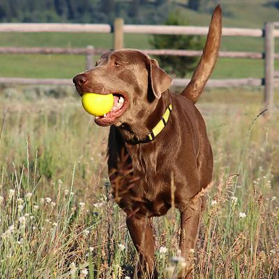 Show full view: Ruff Dawg Ball Tough Dog Chew Toy, Yellow, 3.5-in slide 4 of 8