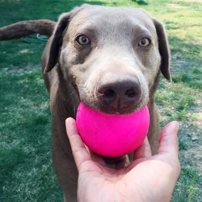 Show full view: Ruff Dawg Ball Tough Dog Chew Toy, Pink, 3.5-in slide 4 of 8