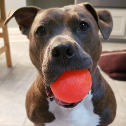 Ruff Dawg Ball Tough Dog Chew Toy, Orange, 3.5-in slide 2 of 5