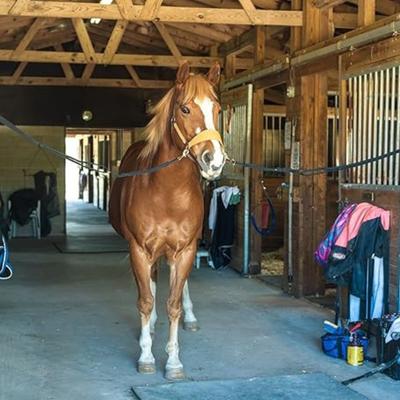 Show full view: Tie-Safe Tie-Safe Adjustable Breakaway Horse Cross Tie, Black, 4-ft to 5-ft, 2-in slide 4 of 6