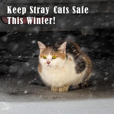 Show full view: PetNF Outdoor Soft Electric Dog & Cat Heating Pad with Waterproof Cover, Grey, 19.6 x 15.7-in slide 5 of 7