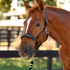 B Vertigo Lennox Leather Horse Halter, Deauville Mauve, Cob