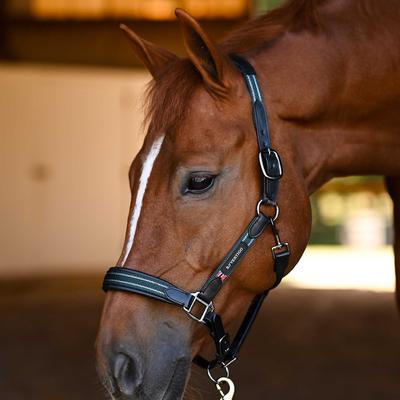Show full view: B Vertigo Lennox Leather Horse Halter, Deauville Mauve, Cob slide 4 of 9