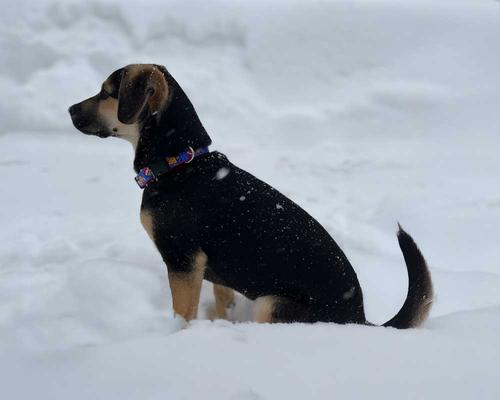 Show full view: LupinePet Snow Pup Design Dog Collar, 13 to 22-in neck, 3/4-in wide slide 2 of 7