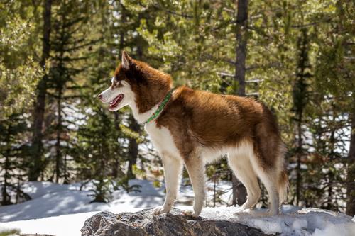 Show full view: LupinePet Christmas Tree Design Dog Collar, 12 to 20-in neck, 1-in wide slide 3 of 8