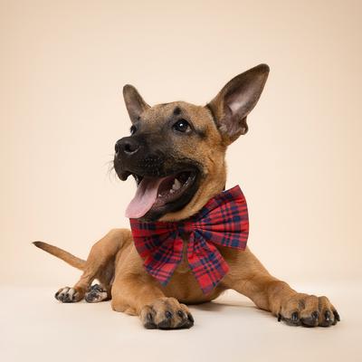 Show full view: The Paws Cabin Sailor Bow Dog Accessory, Red slide 3 of 4