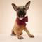 Show in main carousel: The Paws Cabin Sailor Bow Dog Accessory, Red slide 4 of 4