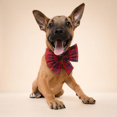 Show full view: The Paws Cabin Sailor Bow Dog Accessory, Red slide 4 of 4